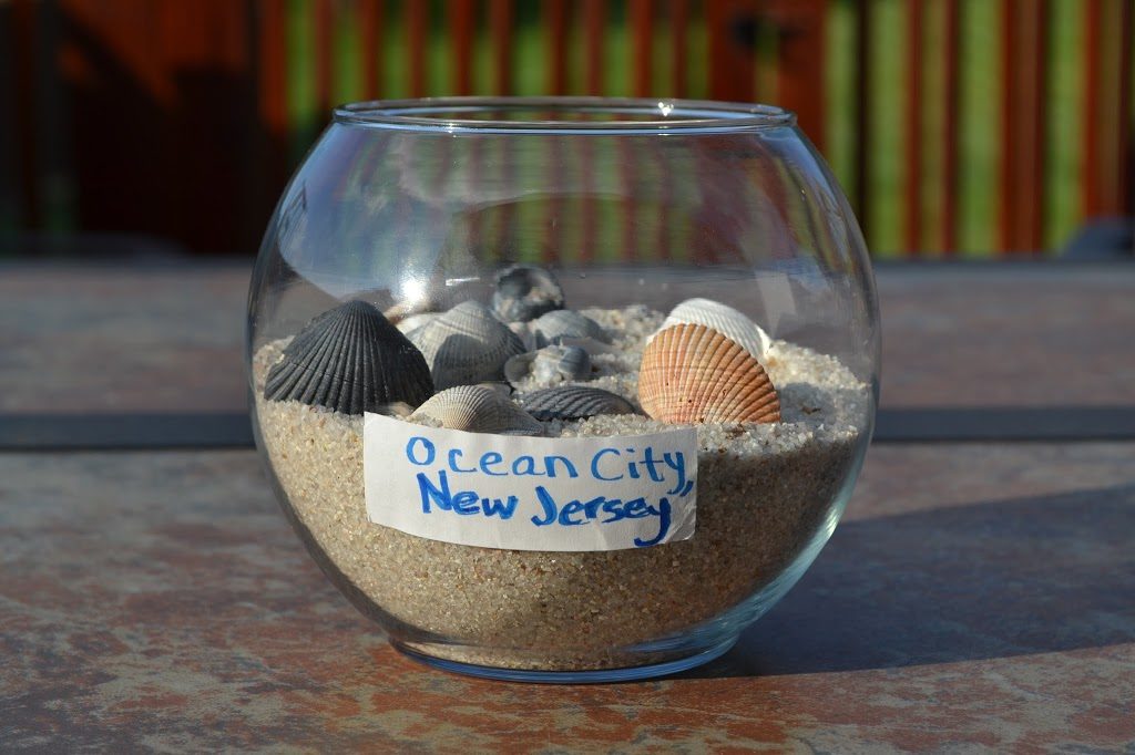 displaying sea shells